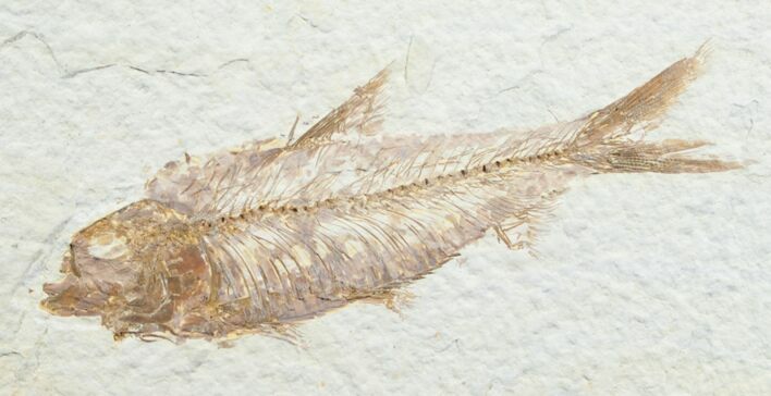 Knightia Fossil Fish - Wyoming #7566
